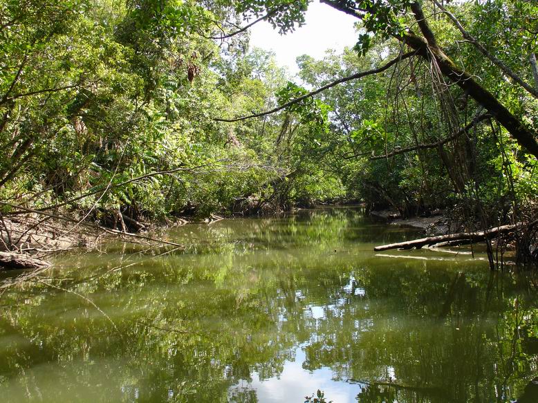 Vylet lodi po Daintree river