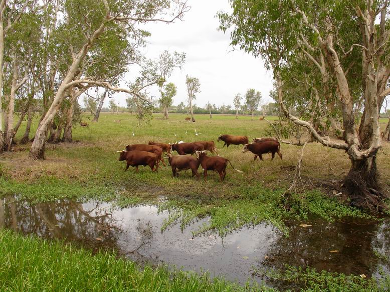 NP Kakadu