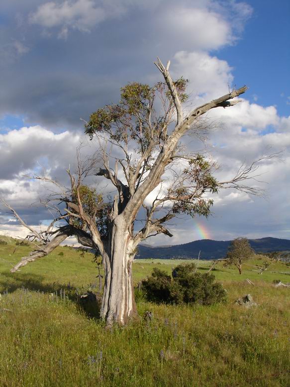 Trip to Mount Kosciusko