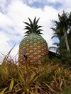 "Giant Pineapple"