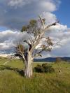 Trip to Mount Kosciusko