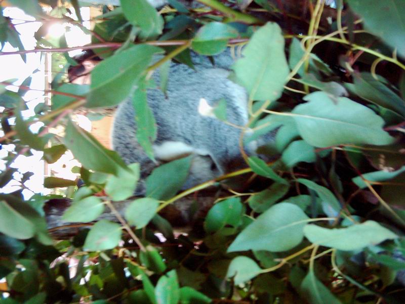 A nase prvni koala. Tady bohuzel spi teda oni spi skoro porad...