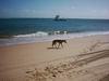 Fraser_Island_110.JPG