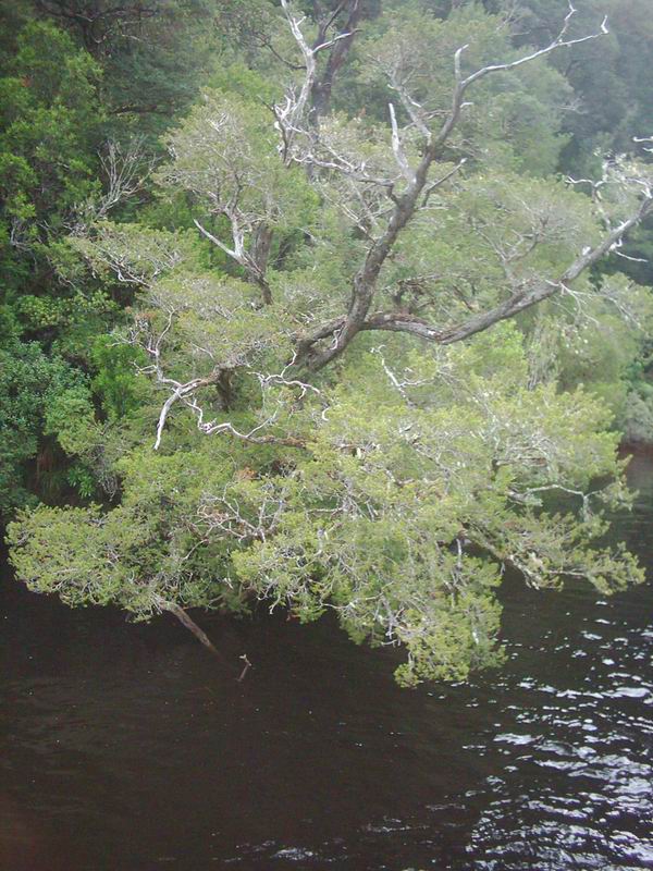 Huon pine