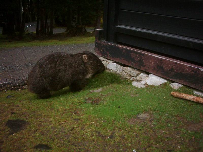 Nas prvni spatreny wombat. Neni roztomily?