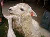 australie_5_096.jpg