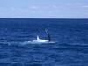 diego_whale_watching_001.