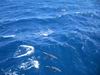 diego_whale_watching_011.