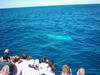 whale_watching_019.JPG