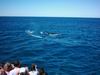 whale_watching_020.JPG