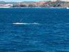 whale_watching_022.JPG