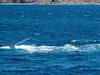 whale_watching_029.JPG