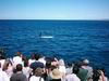 whale_watching_033.JPG