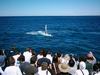 whale_watching_034.JPG