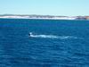 whale_watching_035.JPG