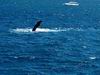 whale_watching_036.JPG