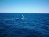 whale_watching_043.JPG