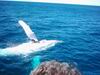 whale_watching_046.JPG