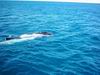 whale_watching_047.JPG