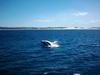 whale_watching_050.JPG