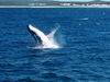 whale_watching_051.JPG