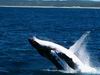 whale_watching_053.JPG