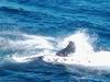 whale_watching_054.JPG