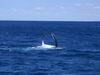 whale_watching_066.JPG