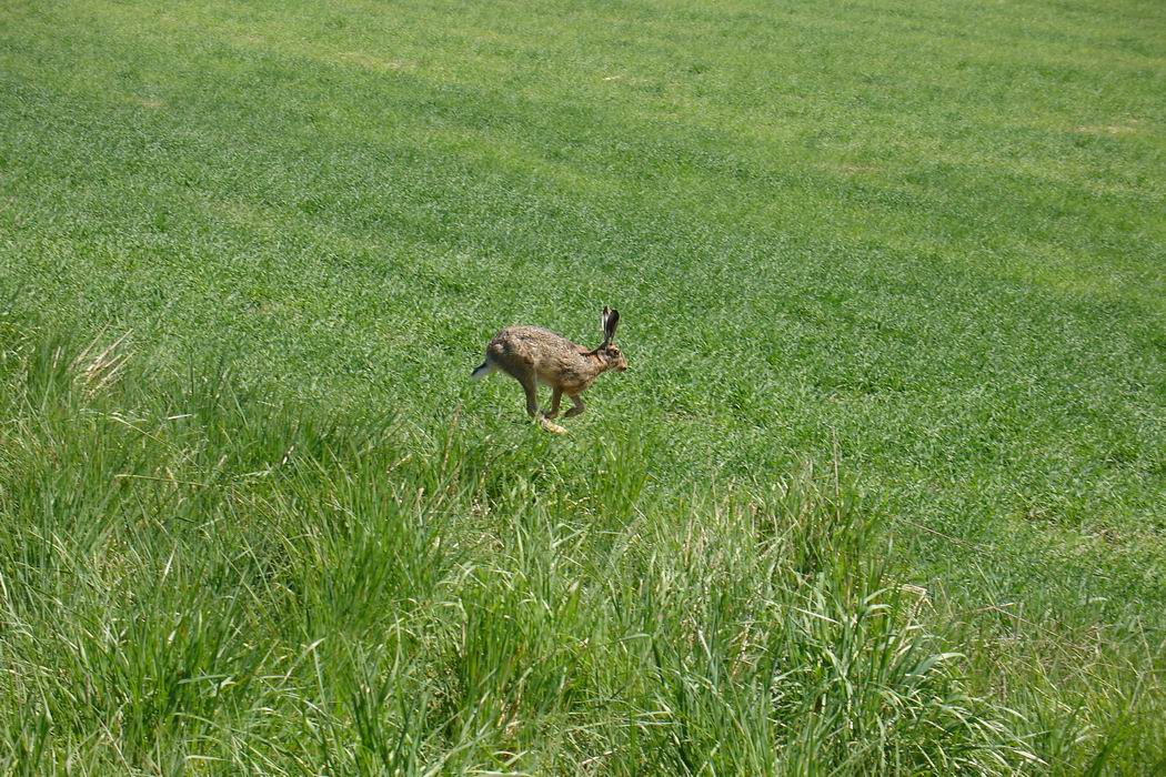 Rabbits were almost bigger than Kangaroos in Australia.