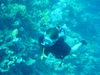 Egypt_Diving_037.JPG