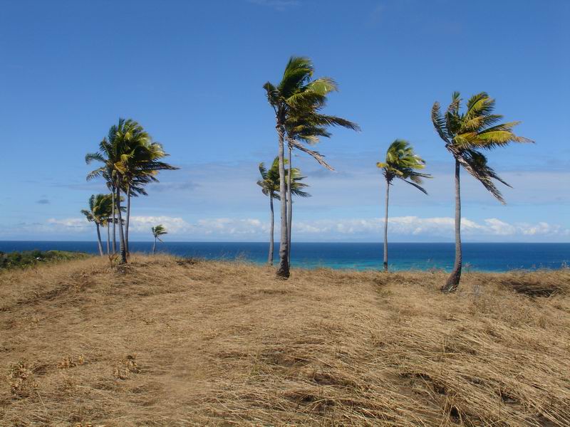 Nacula Island palms.