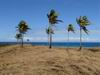 Nacula Island palms.