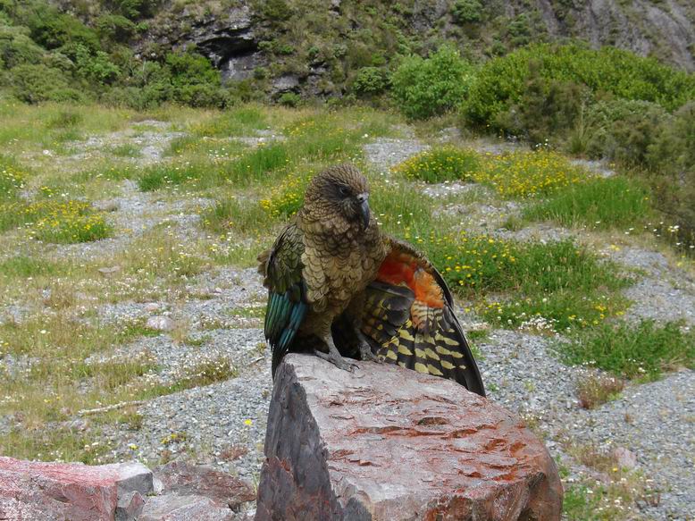 Kea horsky papousek v plne krase.