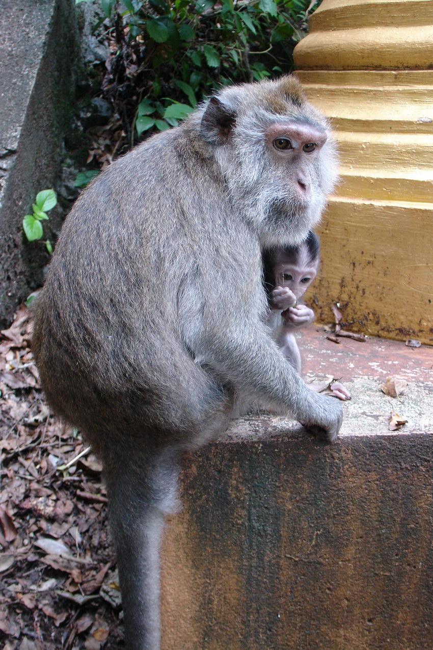 Tiger Cave Temple monkey