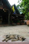 Railay beach cat