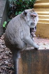 Tiger Cave Temple monkey