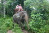 Elephant Trekking Ao Nang