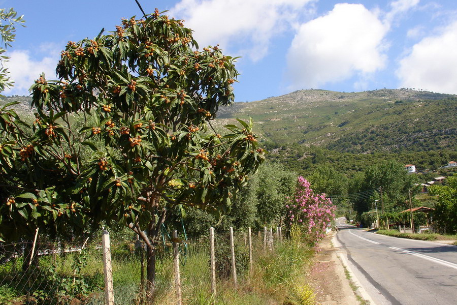 Nove ovoce, co jeste nezname se jmenuje musmula a je to neco jako merunka a prave to zralo tak jsme si pochutnali.