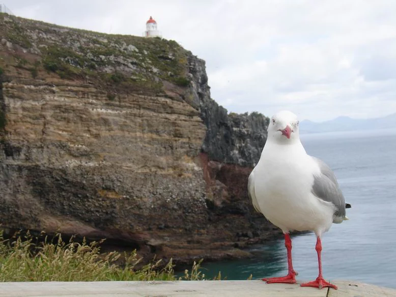 Bird