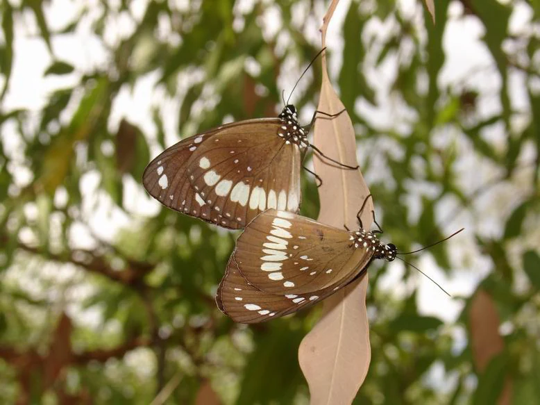 Butterflies