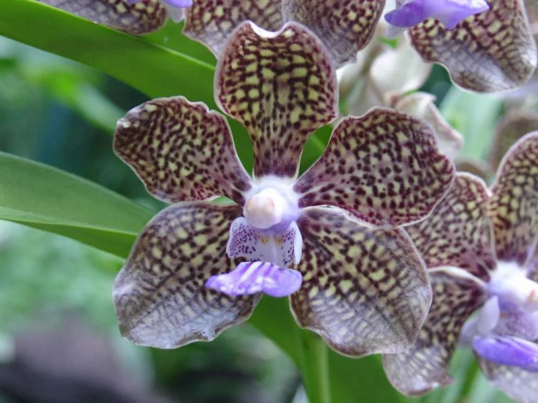 Orchid